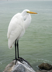 Great Egret ( Ardea alba) standing on a rocky beach on the Gulf of Mexico at St. Pete Beach, Florida.