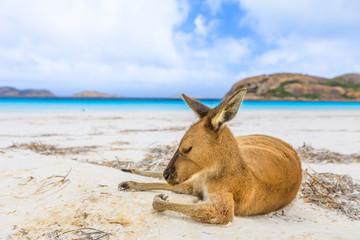 Close-up of kangaroo on white sand of Lucky Bay in Cape Le Grand National Park, near Esperance in WA. Lucky Bay is one of Australia's most well-known beaches. On blurred background the turquoise water