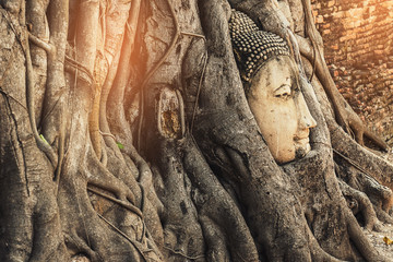Obraz premium Famous Buddha Head with Banyan Tree Root at Buddhist temple Wat Mahathat Temple in Ayuthaya Historical Park, UNESCO world heritage site, Thailand.
