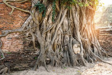 Famous Buddha Head with Banyan Tree Root at Buddhist temple Wat Mahathat Temple in Ayuthaya Historical Park, UNESCO world heritage site, Thailand.