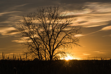 Sunset Silhouette Tree