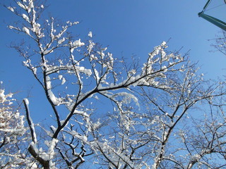 雪に覆われた樹木