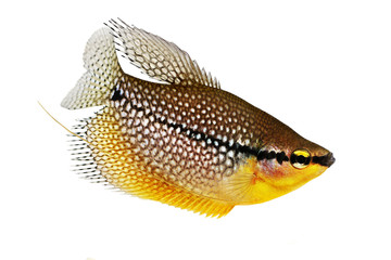 Pearl gourami Trichopodus leerii freshwater aquarium fish 