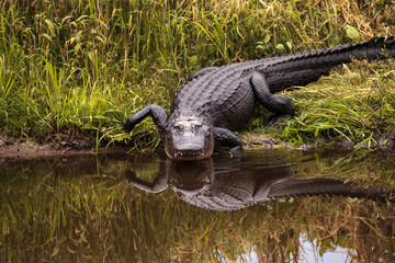 Large menacing American alligator Alligator mississippiensis © SailingAway