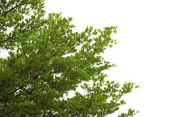 Fototapeta premium Green leaves isolated on white background,This has clipping path.