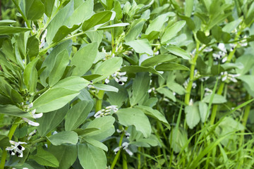Obraz premium A row of beans in the garden. Green leaves and flowers of beans. Green shoots of beans