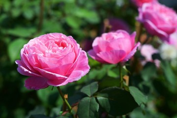 rose flower for love and valentine in the farm