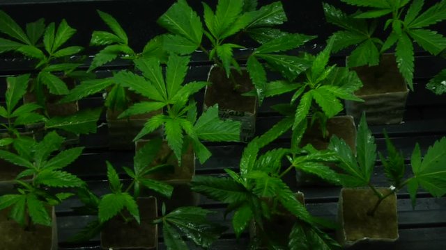 Fresh cut Marijuana clones