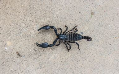 live black scorpion (Emperor Scorpion)