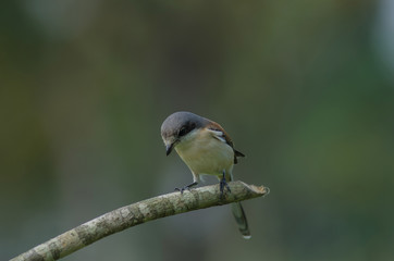 Burmese Shrike female perching on a branch