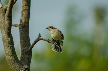 Burmese Shrike female perching on a branch