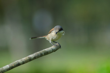Burmese Shrike female perching on a branch
