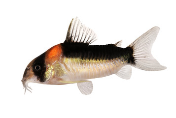 Fototapeta premium Cory catfish Corydoras duplicareus tropical aquarium fish 