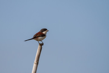Burmese Shrike male perching on a branch