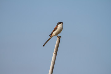 Burmese Shrike male perching on a branch
