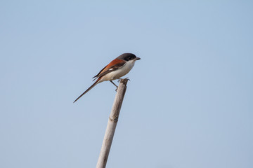 Burmese Shrike male perching on a branch