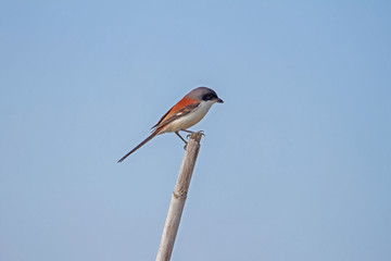 Burmese Shrike male perching on a branch