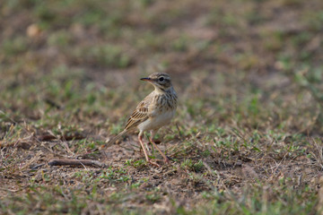 paddyfield pipit or Oriental pipit bird