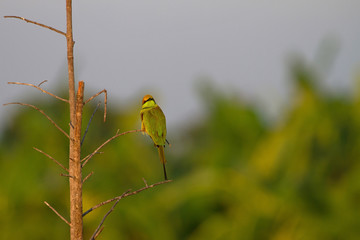 Green Bee-eater perching on a branch in nature