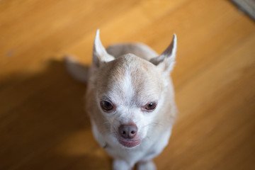 chihuahua dog posing