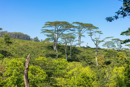 Large trees in the highlands of Sri Lanka between the towns Bandarawela and Haputale. The Moluccan Albizia is a fast-growing tree, about 30m tall, in nature with a massive trunk and an open crown