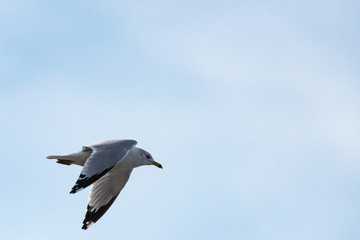 Seagull in Flight with a cloudy sky