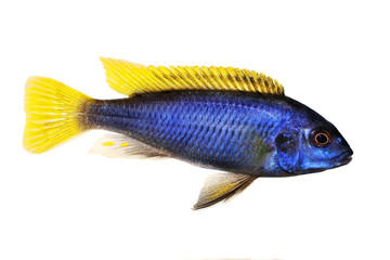 Obraz premium Yellow-tail Acei Cichlid Pseudotropheus aquarium fish 