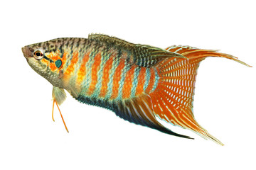 paradise fish gourami Macropodus opercularis tropical Aquarium fish 