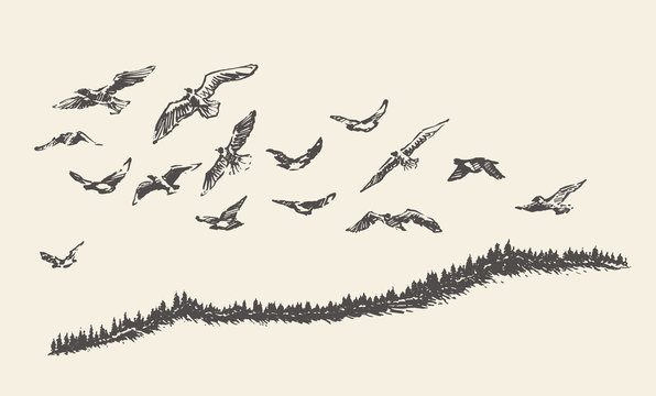 A flock of birds drawn vector illustration, sketch