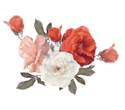Roses watercolor on white background
