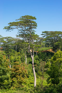 Large trees in the highlands of Sri Lanka between the towns Bandarawela and Haputale. The Moluccan Albizia is a fast-growing tree, about 30m tall, in nature with a massive trunk and an open crown
