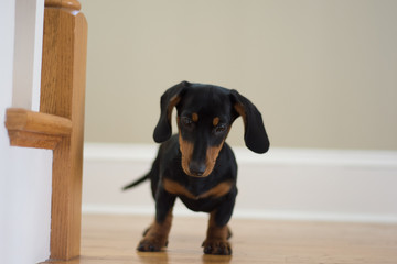 Weenie dog puppy