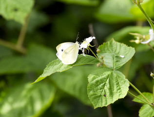 a Butterfly cabbage pollinates a purple flower