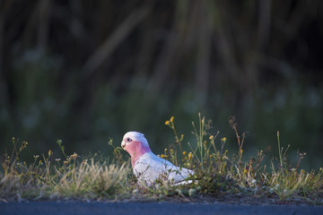 Galah sitting on side of road