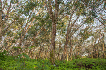 Rubber trees in plantations