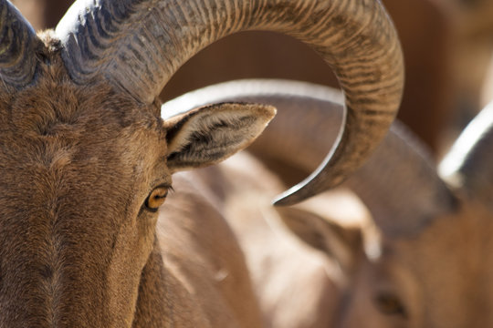 Male aoudad sheep