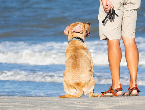 Dog Waits To Play On the Beach