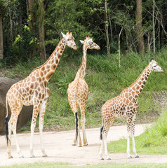 Giraffes walking about