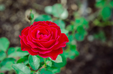 Red roses in the front garden. For Valentine's Day