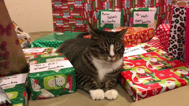 Cute cat sitting in between Christmas presents