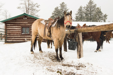 Buckskin Horse with Red Halter