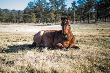 Fototapeta premium Ren Roan Colt in Field