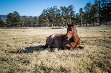 Fototapeta premium Ren Roan Colt in Field