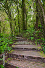 Fototapeta premium Ang Ka Luang Nature Trail