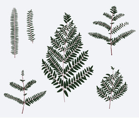 Leaf illustration object. vector eps10.