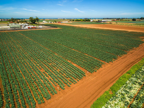 Aerial view of rows of green crops on bright summer day - agriculture in Australia