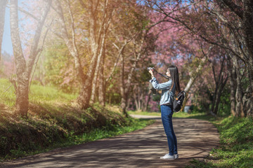 Woman take a sakura cheery blossom photo	