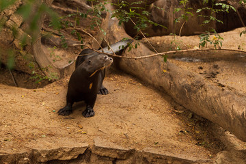 Playful Otter