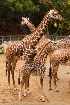 Giraffe Mom And Baby
