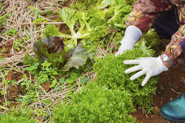 Green oak lettuce grown on the farm is being cut.